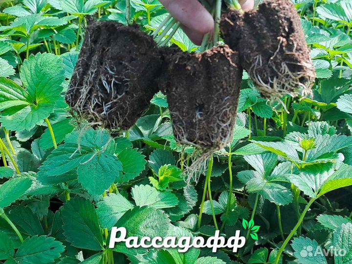 Рассада клубники. Опт от 64 шт