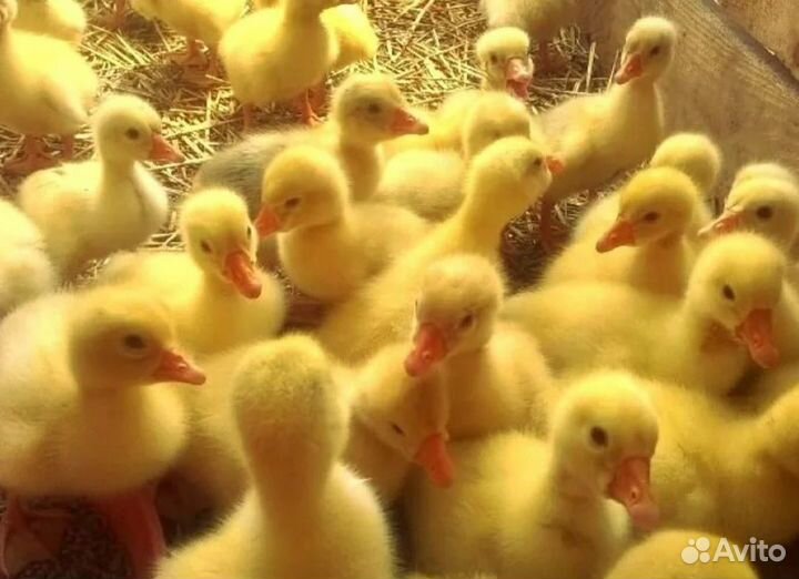 Утята,гусята,индюшата,бройлер