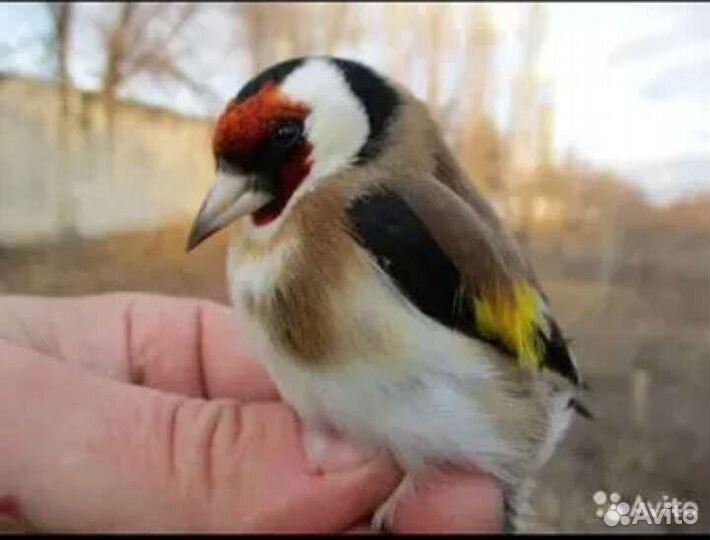 Певчие птицы