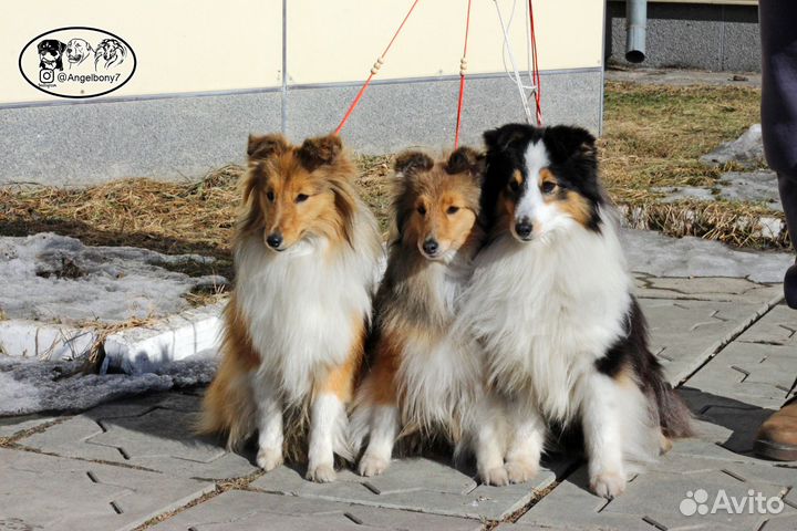 Чудесные щенки