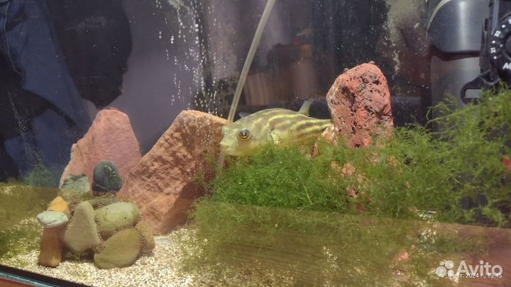 Тетрадон Фахака