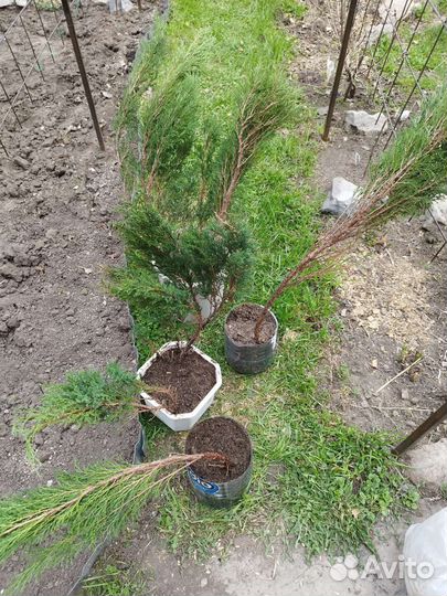 Можжевельник казацкий