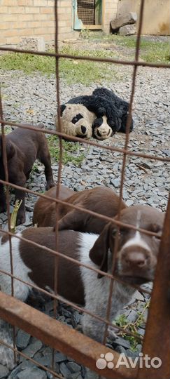 Щенки курцхаара