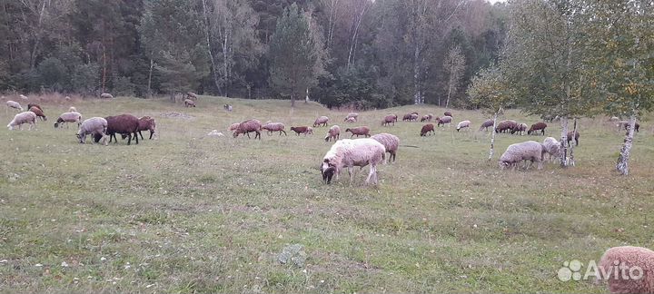Мясо баранины, бараны, ярки