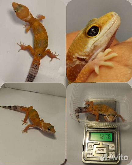 Геккон эублефар