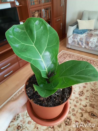 Фикус Лирата Бамбино