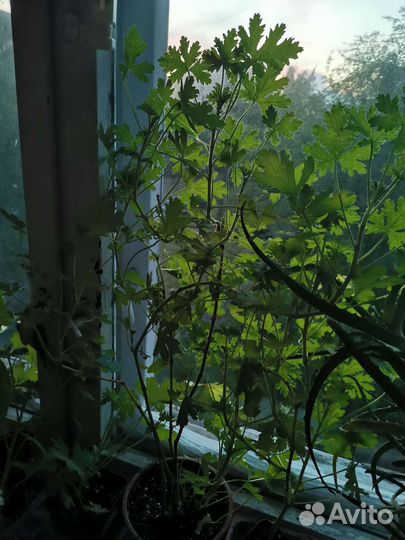 Герань душистая