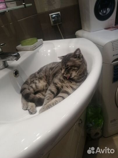 Кошечка в добрые руки