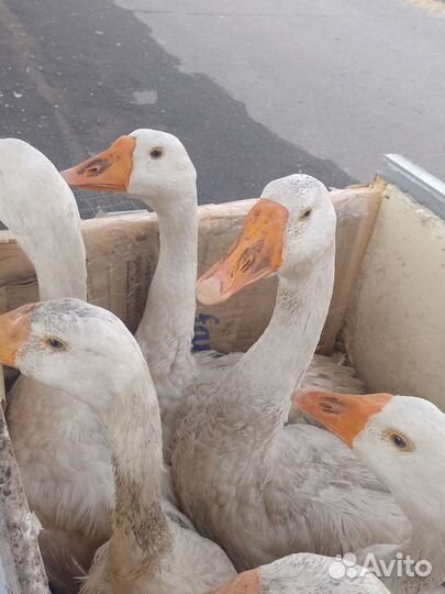 Гуси Линда, Селезни индоуток+утки. Курочки несушки