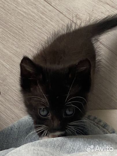 Котята