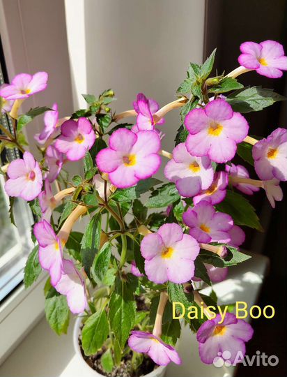 Ахименесы ризомы