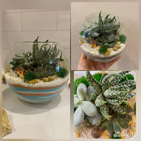 Композиции из комнатных растений