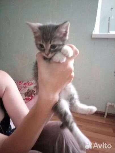 Отдам в добрые руки