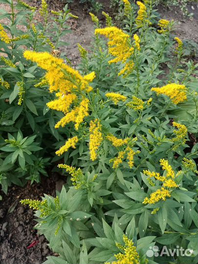 Золотарник