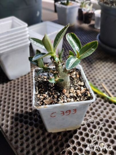 Adenium arabicum 