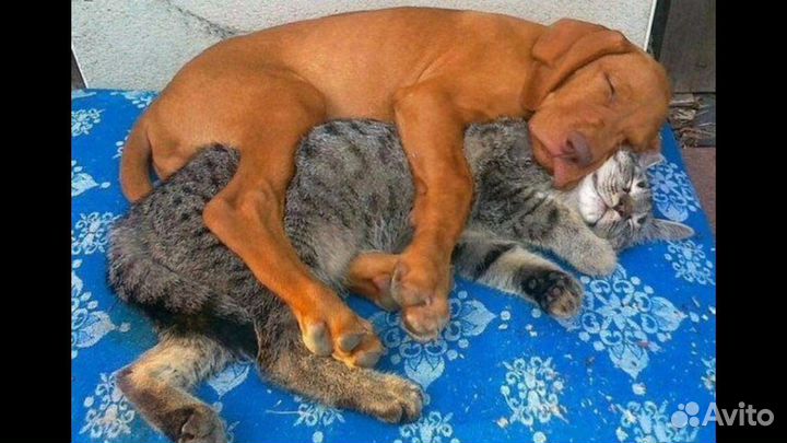 Гостиница для животных (передержка)