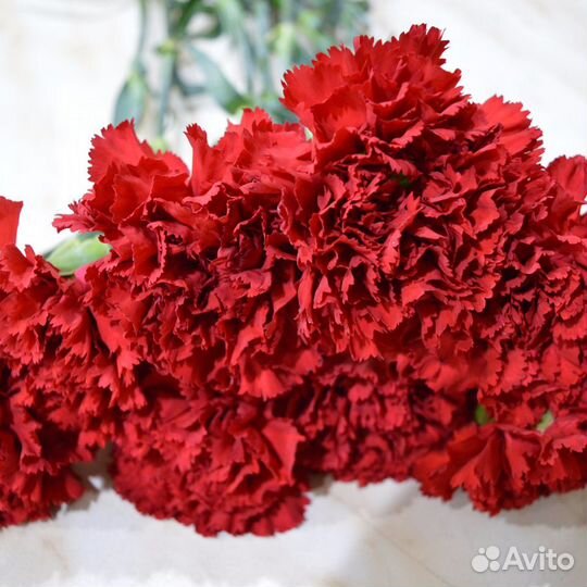 Гвоздика красная оптом в Красноярске