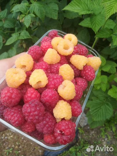 Малина ягоды свежая, крупная, вкуснющая, местная