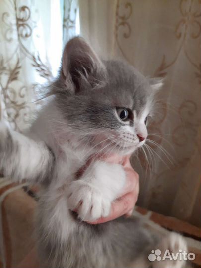 Кошка в дар бесплатно