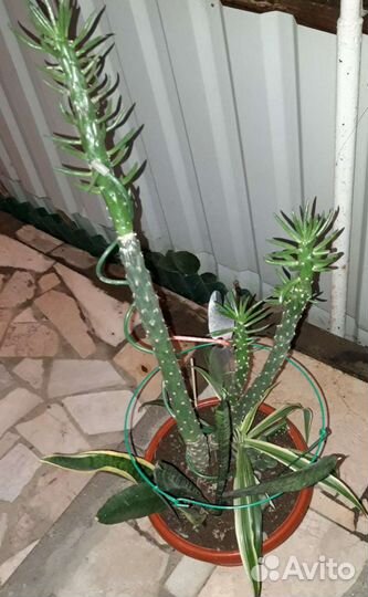 Необычная композиция