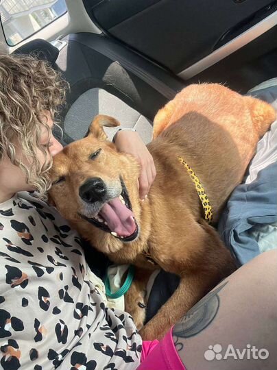 Умный и статный пёс из приюта в поисках дома