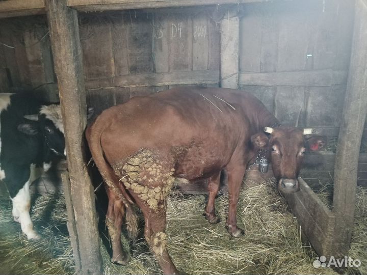 Быки на мясо живым весом