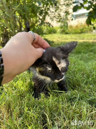 Трехцветная кошечка