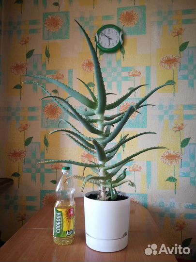 Алоэ лечебный