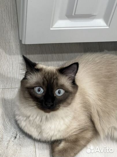 Кот в добрые руки бесплатно