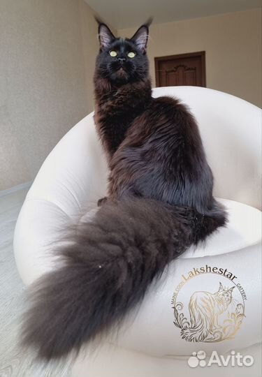 Мейн кун из питомника Lakshestar