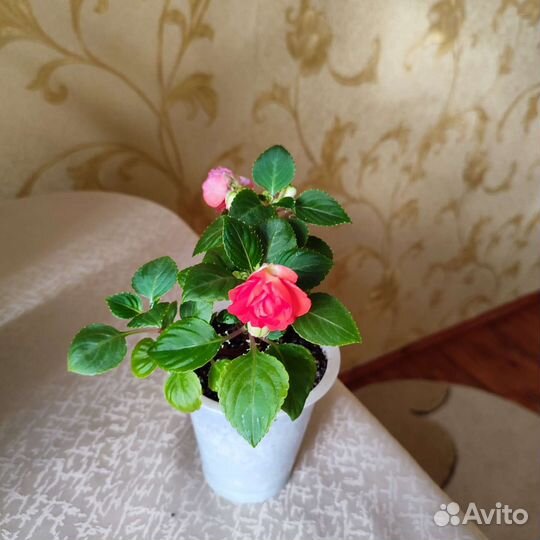 Бальзамин махр.оранж.Гибискус