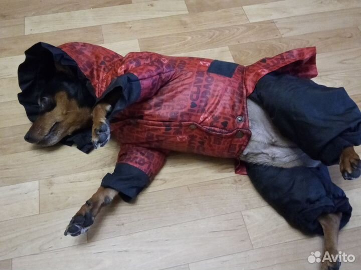 Комбинезон для маленькой собаки