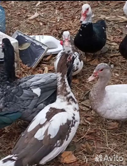 Мускусные утки