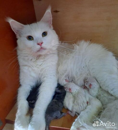 Котята мейн-кун