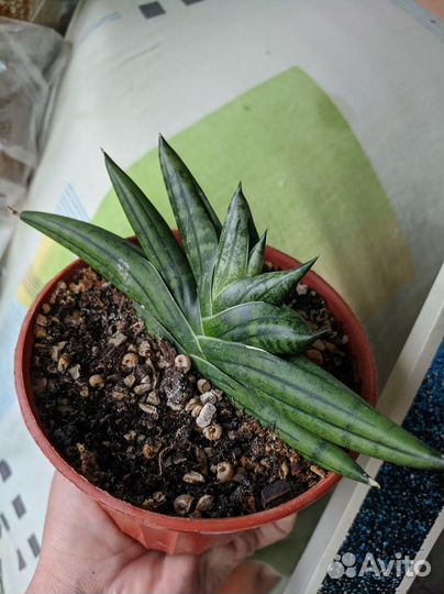 Сансевьерия цилиндрика Бонсель и Кактус Гимн