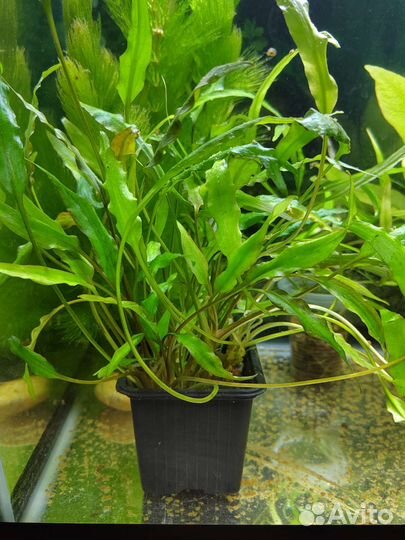 Аквариумные растения
