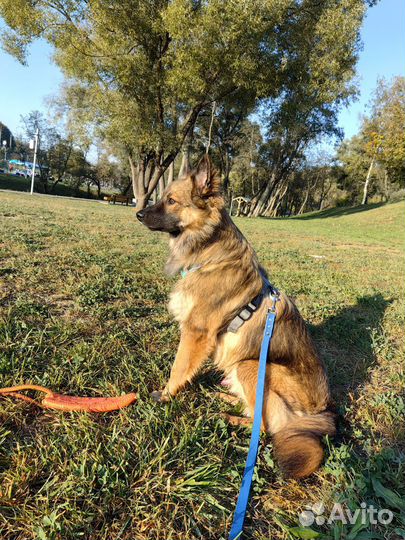 Метис овчарки