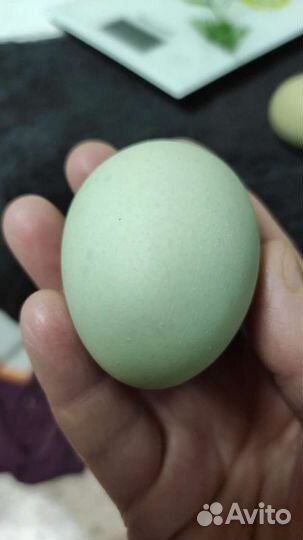 Инкубационные яйца Лакендайзи