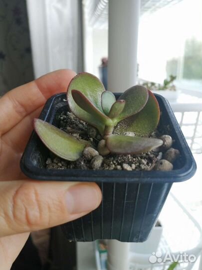 Крассула овата/денежное дерево