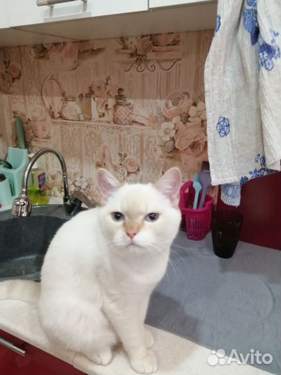 Кот в добрые руки бесплатно