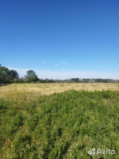 Сено в лугах