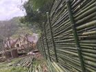 Вырубка бамбука