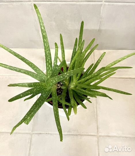 Алоэ вера растение