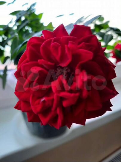 Квартира-студия, 22 м², 7/17 эт.