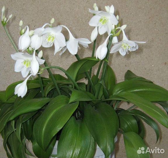 Лилия домашняя Эухарис,амазонская лилия