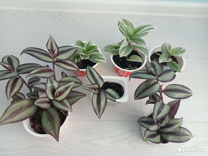 Традесканция зебрина, нанук