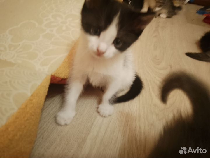 Котята