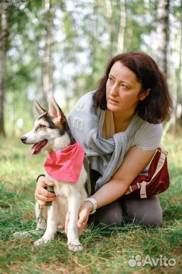 Красивый щенок попал в приют бесплатно, в дар