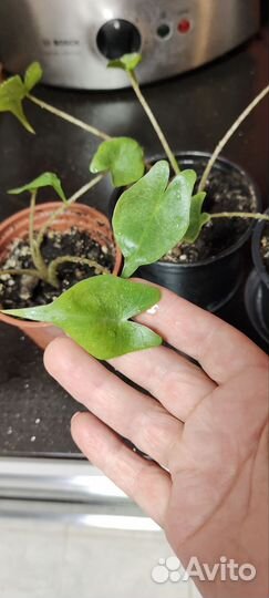 Спатифиллум, Алоказии Блэк вельвет, Стингрей