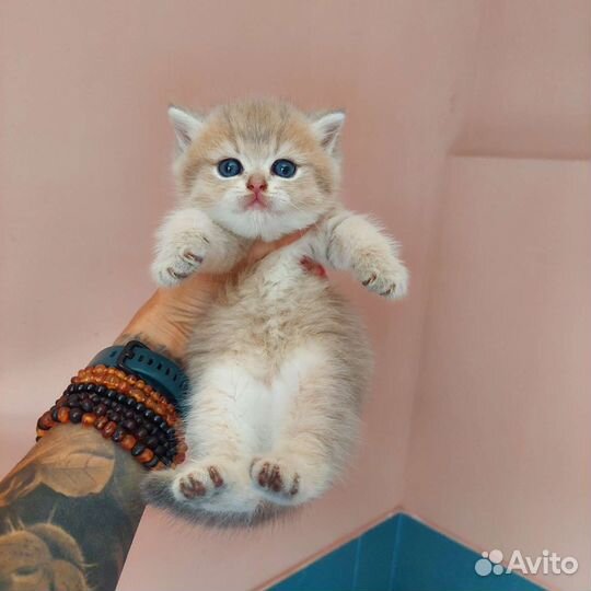 Голубая золотая шиншилла котик